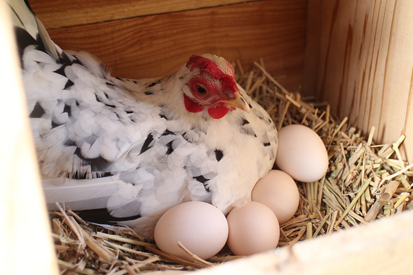 卵を預ける