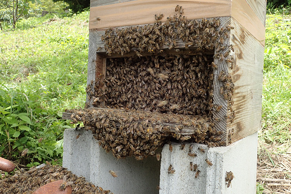 ミツバチでいっぱい