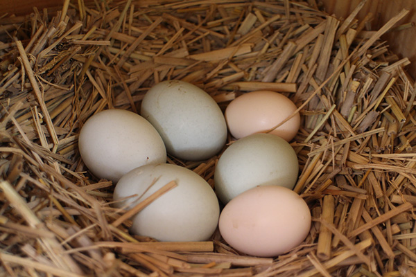 アローカナとチャボの卵