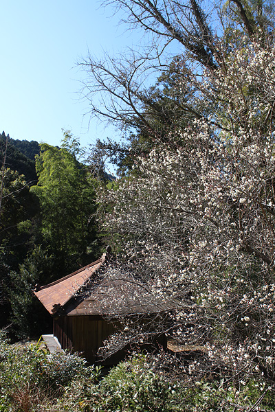 梅の花と御堂