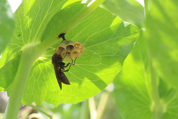 アシナガバチの巣に卵発見