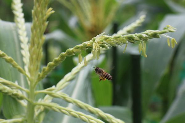 トウモロコシの雄花に集まるミツバチ１