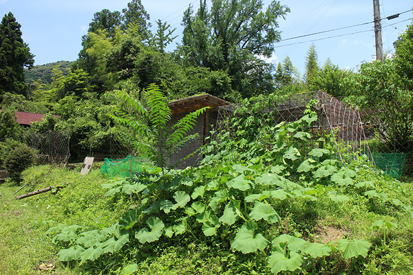 チャボ小屋のグリーンカーテン