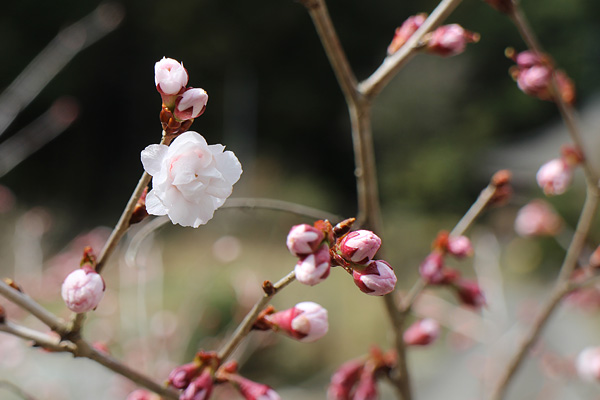 彼岸桜の開花