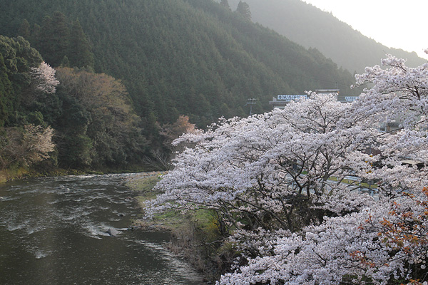 貴志川河岸の桜