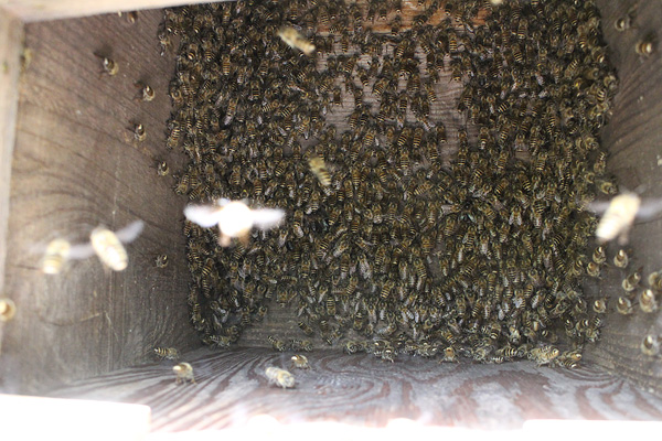 上に上がるミツバチ