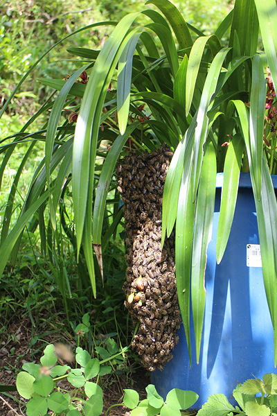 キンリョウヘンに集まるミツバチ３